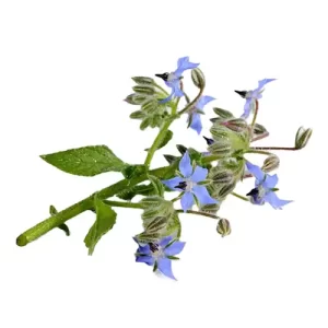 گاوزبان عمده باغی سرت نشده 10 کیلوگرم